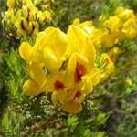 Herbal Remedies & Resins - Rooibos Tea - Aspalathus linearis Seeds